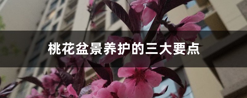 <strong>桃花盆景養護的三大要點</strong>