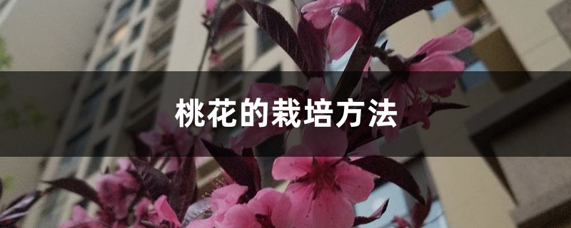 <strong>桃花的栽培方法</strong>