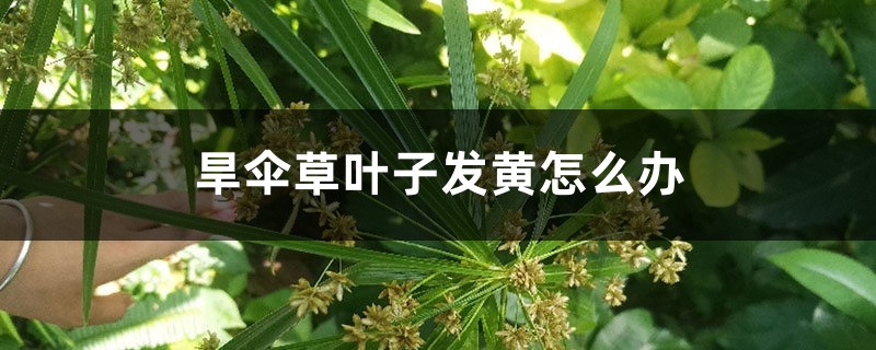 <strong>旱傘草葉子發黃怎麼解決，怎麼處理</strong>