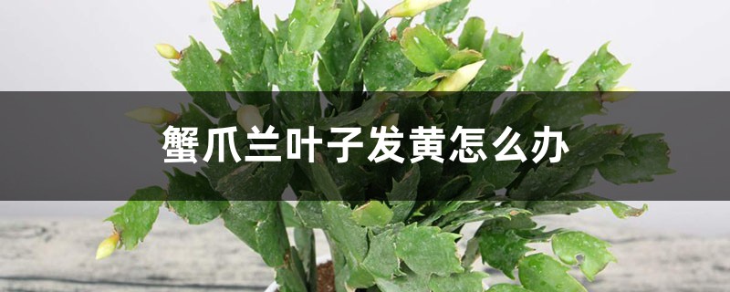 <strong>蟹爪蘭葉子發黃怎麼解決，怎麼處理</strong>