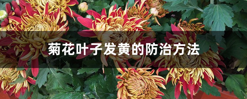 <strong>菊花葉子發黃的防治方法</strong>