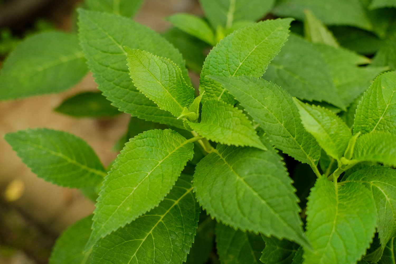 繡球花葉子發黃怎麼解決，怎麼處理