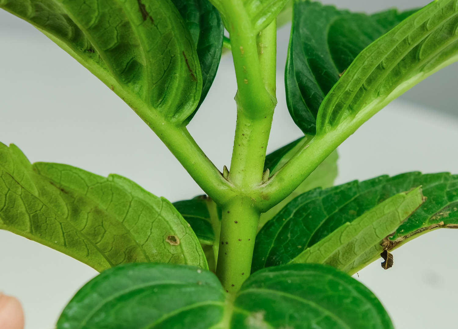 繡球花葉子發黃怎麼解決，怎麼處理