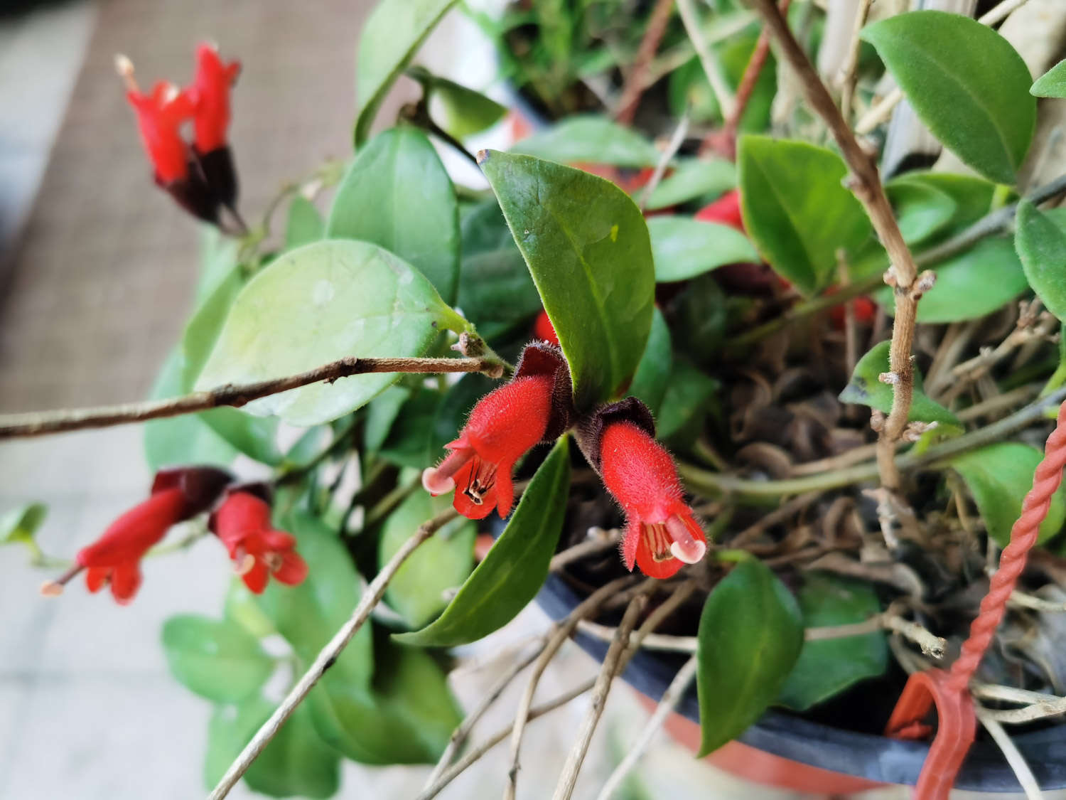 口紅花葉子發黃怎麼解決，怎麼處理