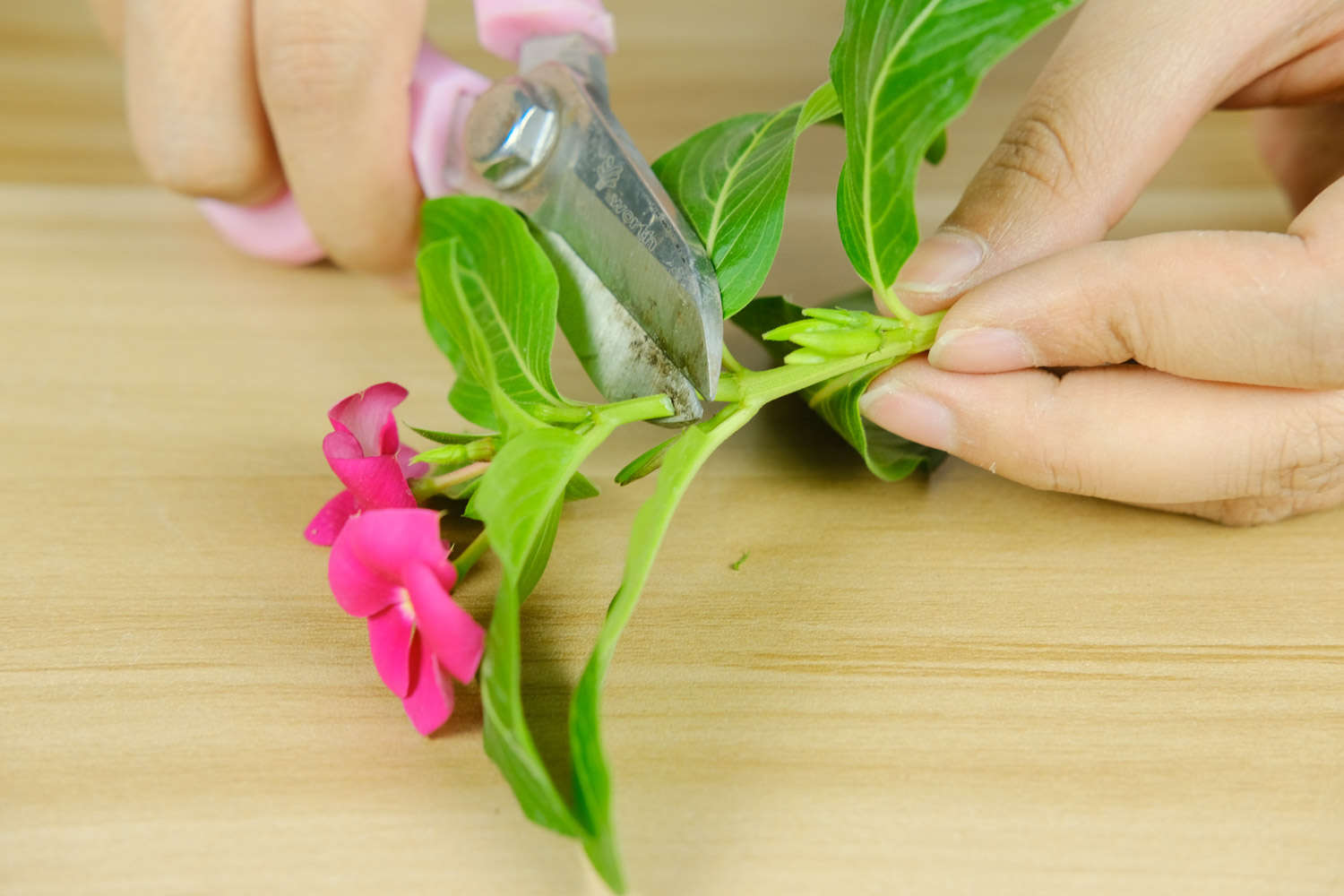 長春花葉子發黃怎麼解決，怎麼處理