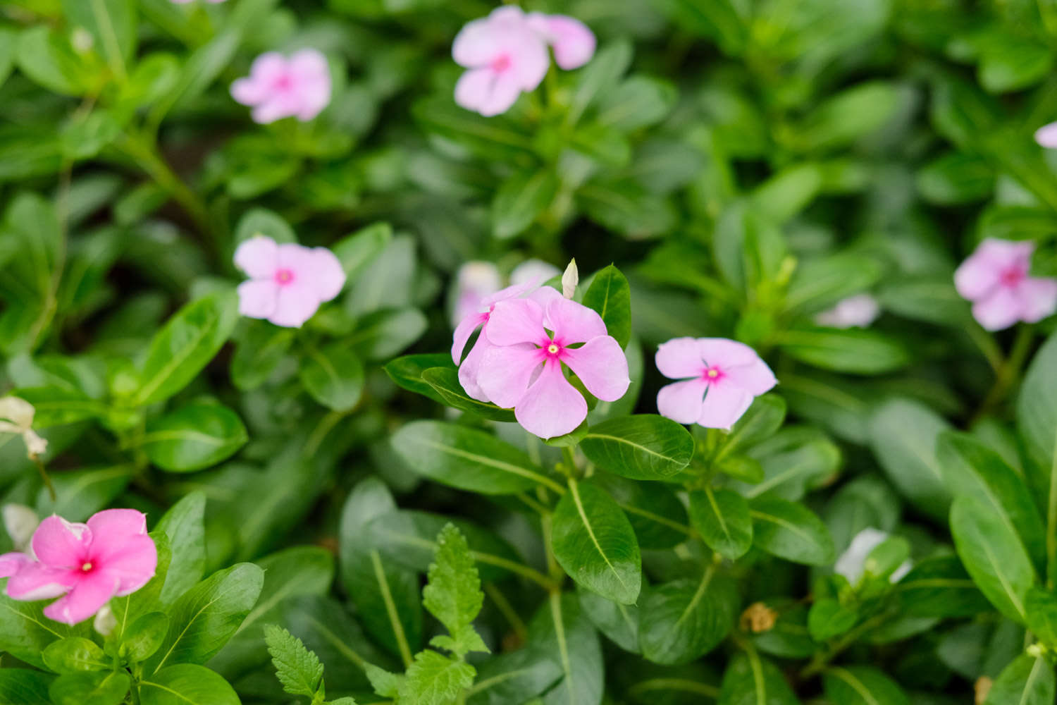 長春花葉子發黃怎麼解決，怎麼處理