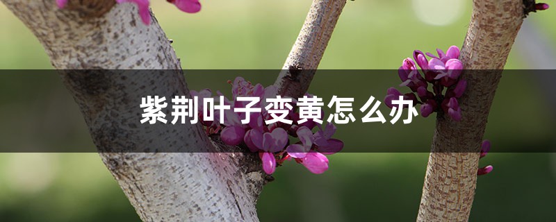 <strong>紫荊葉子變黃怎麼解決，怎麼處理</strong>