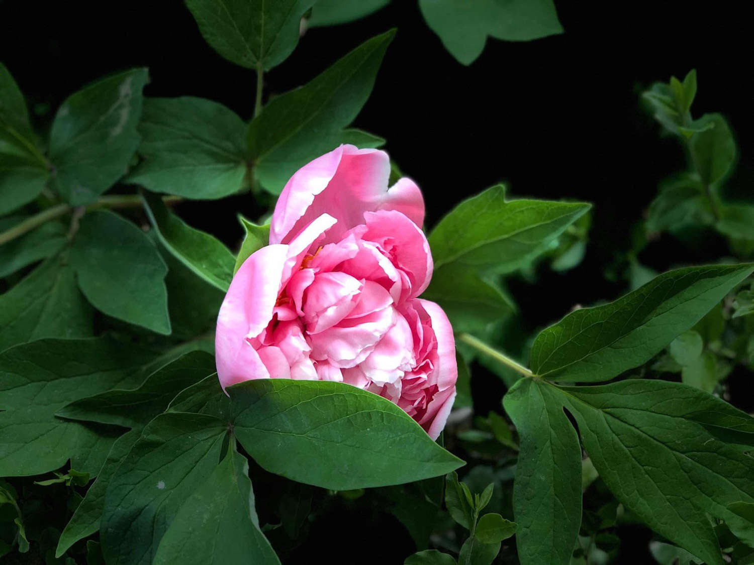 牡丹花葉子發黃怎麼救