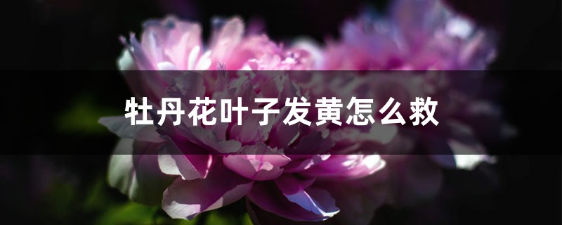 <strong>牡丹花葉子發黃怎麼救</strong>