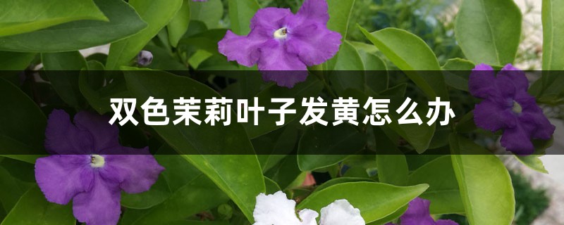 <strong>雙色茉莉葉子發黃怎麼解決，怎麼處理</strong>