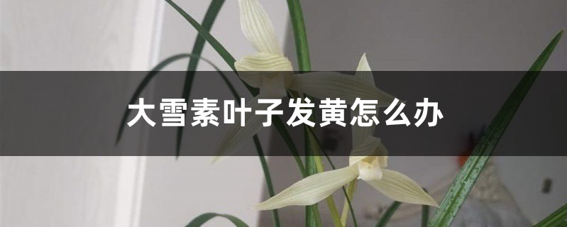 <strong>大雪素葉子發黃怎麼解決，怎麼處理</strong>