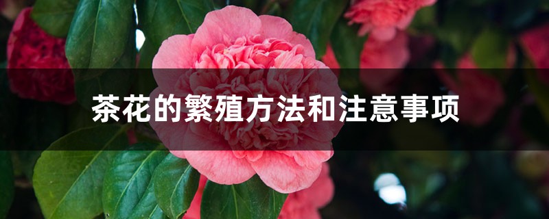 <strong>茶花的繁殖方法和要注意的事項</strong>