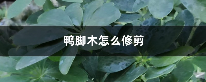 <strong>鴨腳木怎麼修剪</strong>