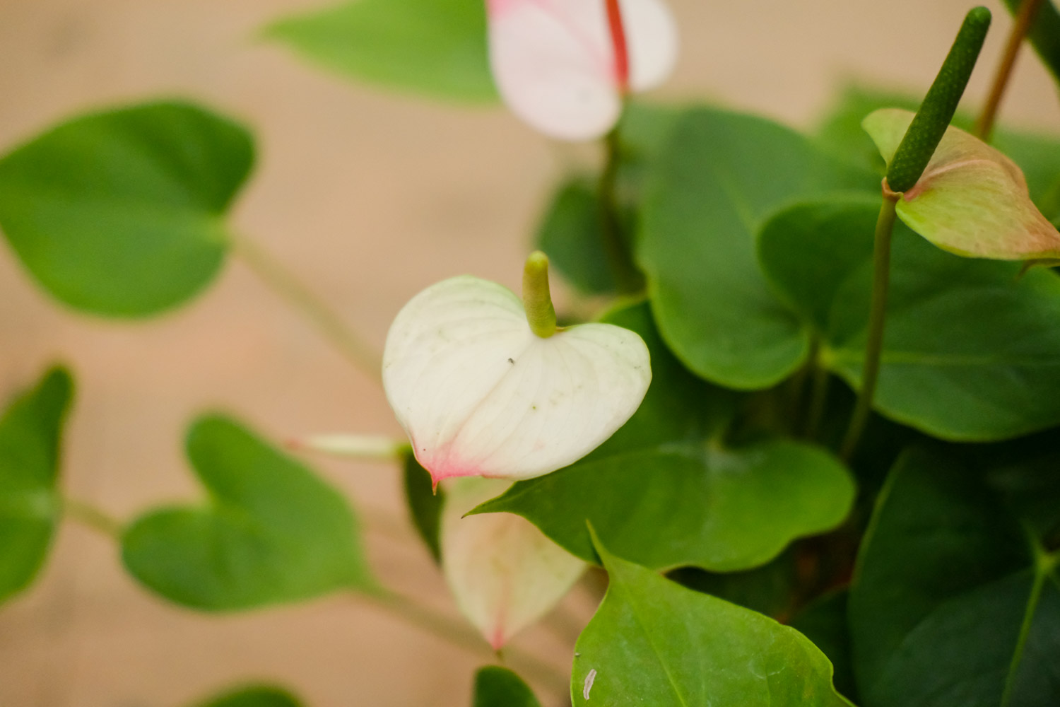 水培紅掌爛根怎麼解決，怎麼處理