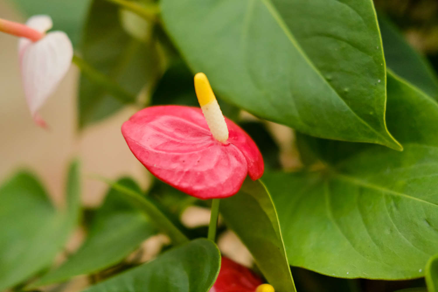 水培紅掌爛根怎麼解決，怎麼處理