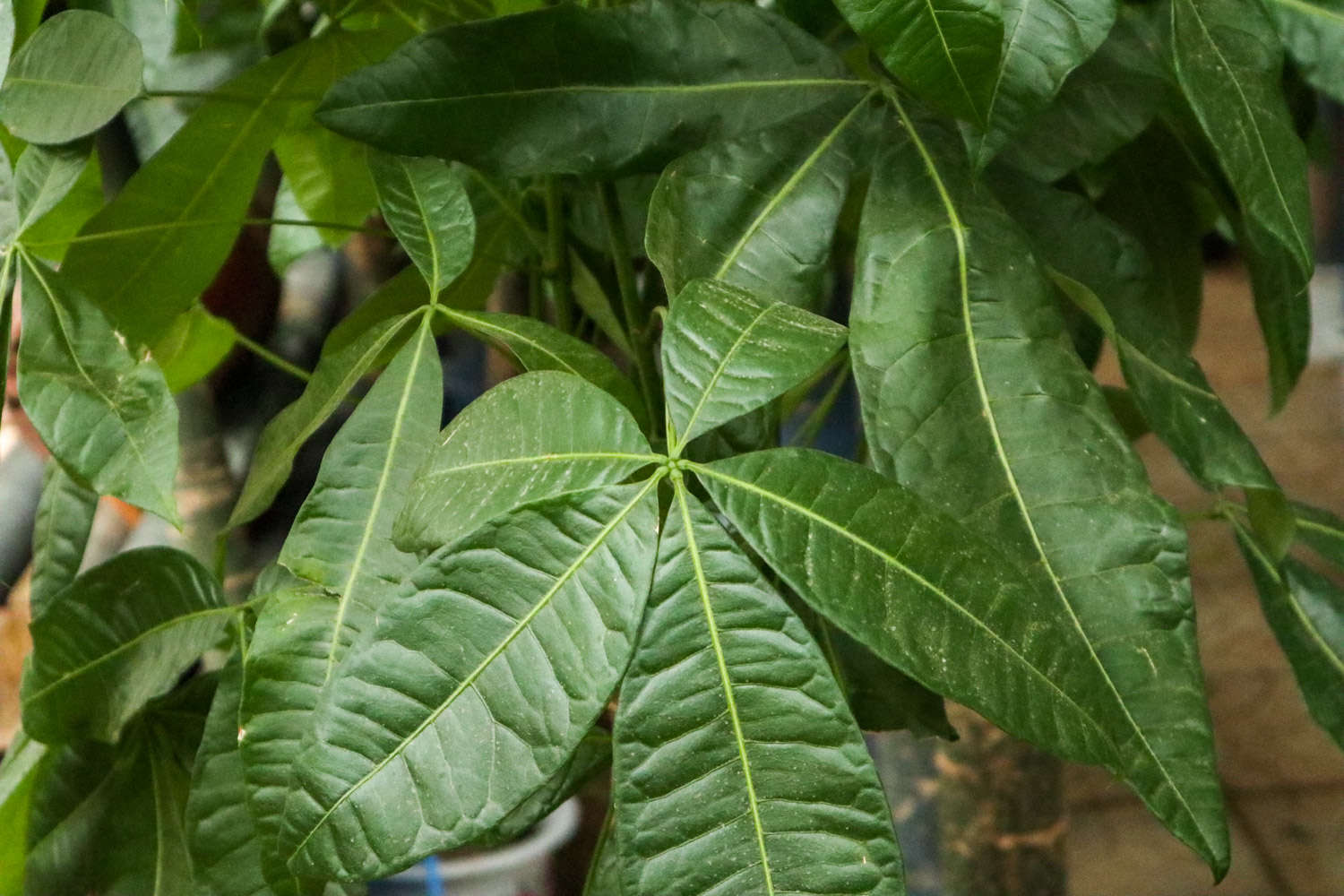 發財樹爛根怎麼解決，怎麼處理