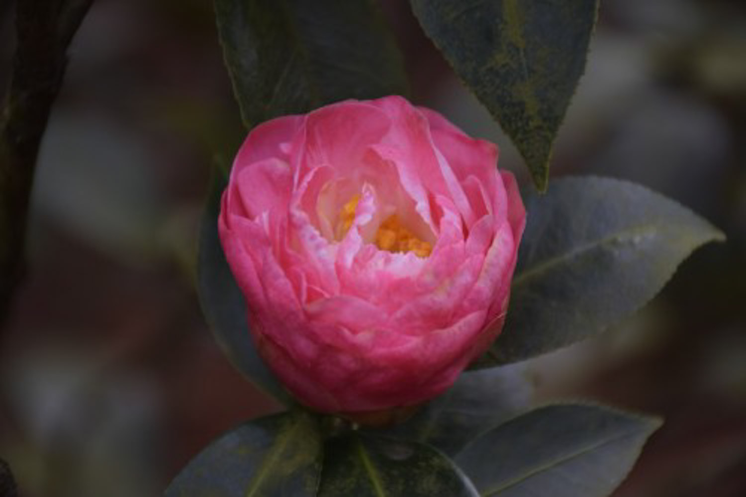 茶花爛根了怎麼解決，怎麼處理