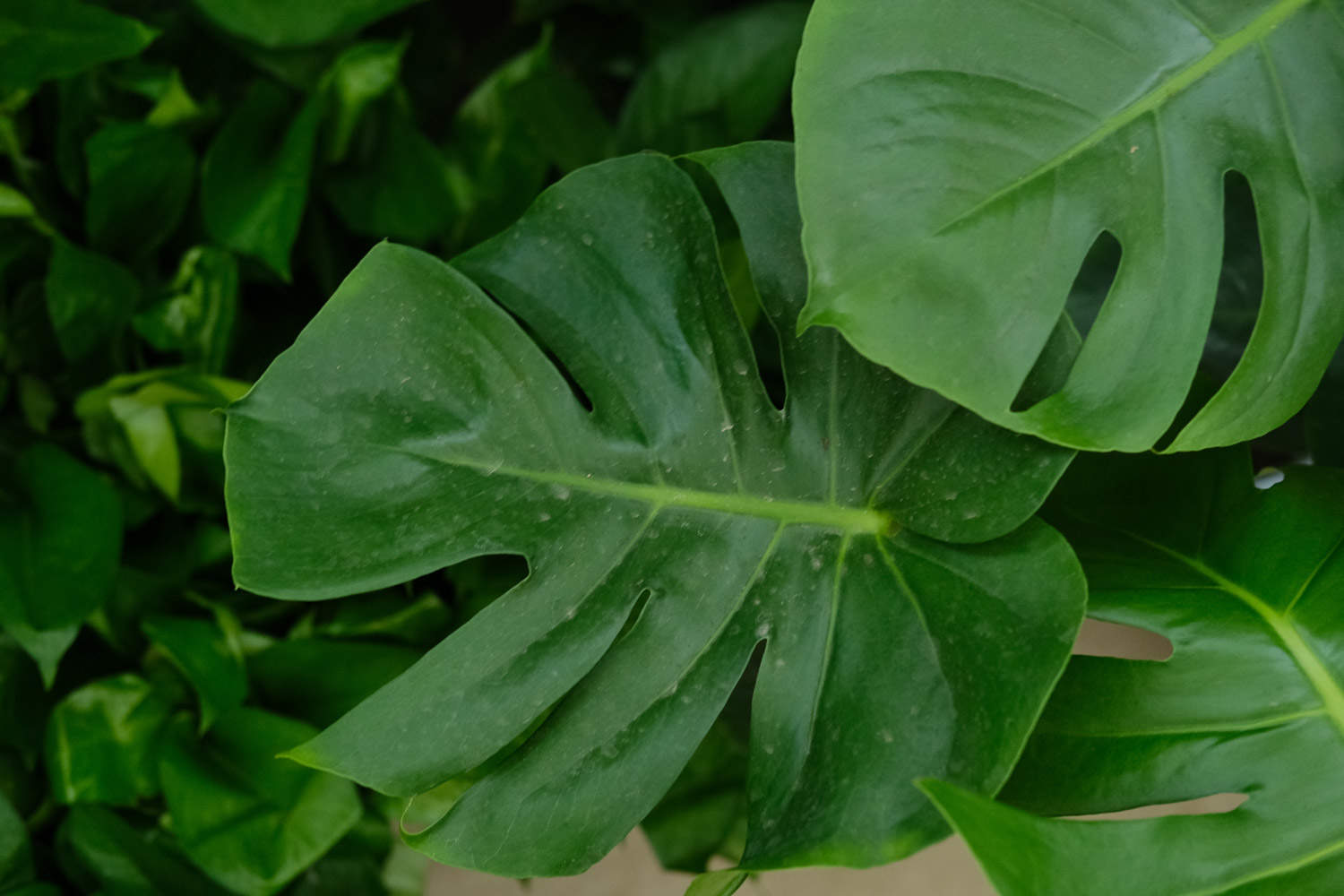 龜背竹爛根怎麼解決，怎麼處理