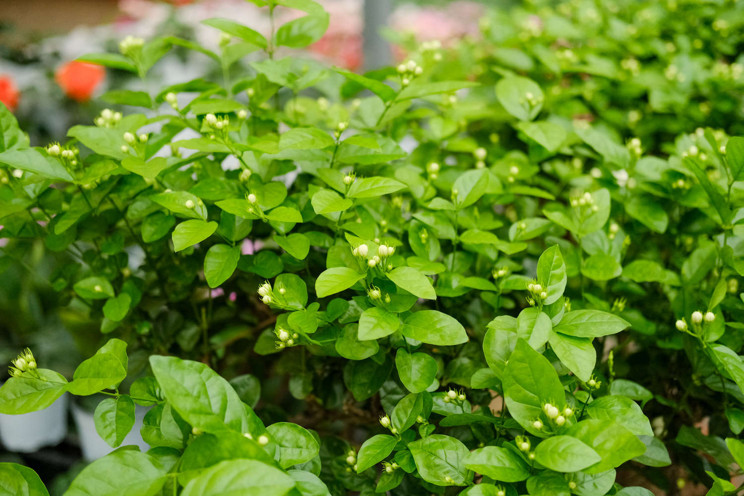 茉莉花爛根了怎麼解決，怎麼處理