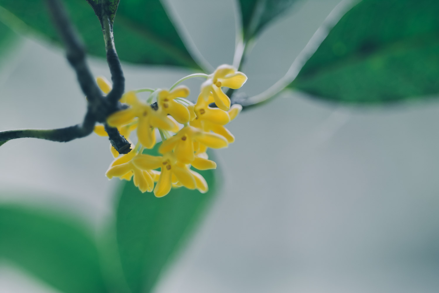 桂花爛根怎麼解決，怎麼處理