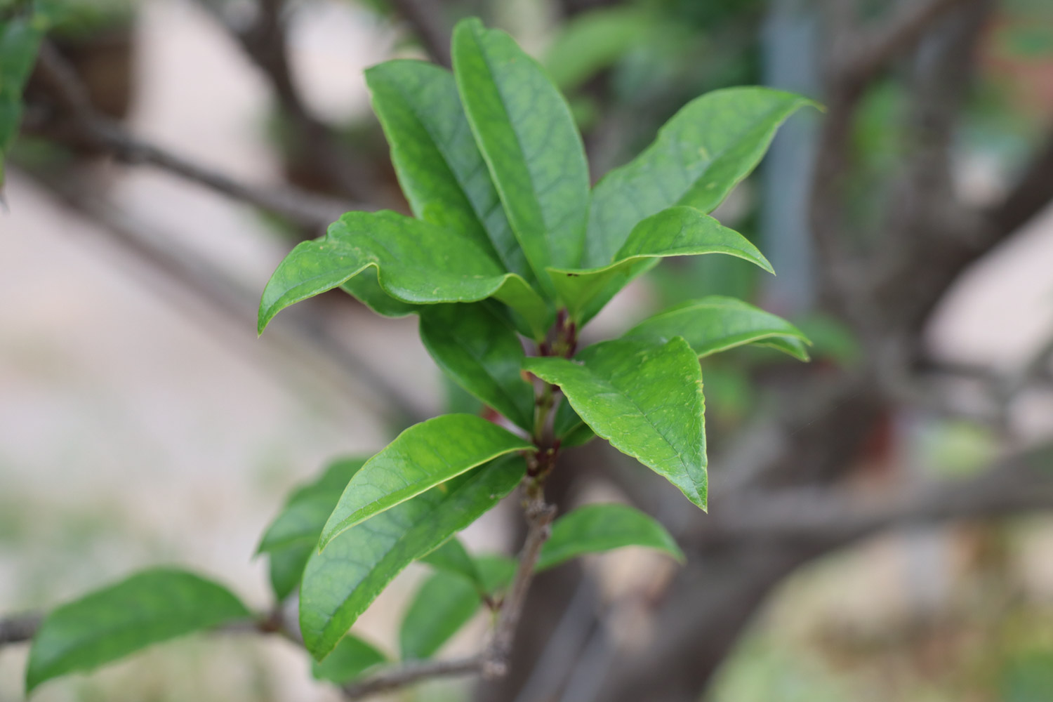 桂花爛根怎麼解決，怎麼處理