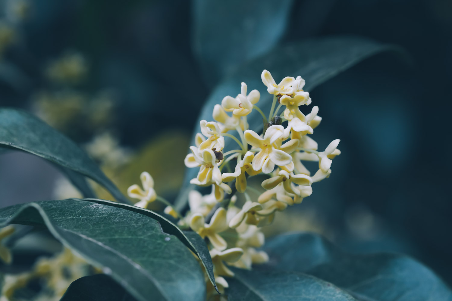 桂花爛根怎麼解決，怎麼處理