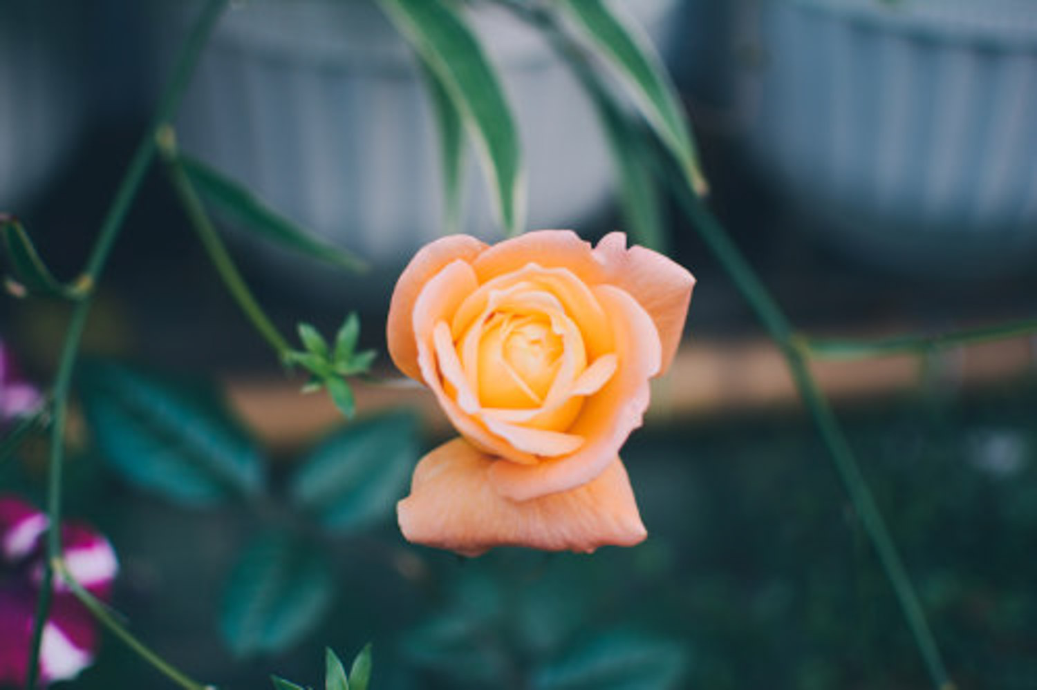 月季花爛根怎麼解決，怎麼處理