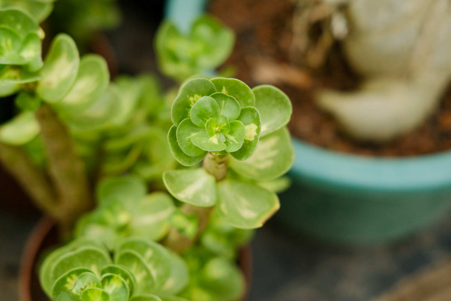 金錢木爛根怎麼解決，怎麼處理？具體情況具體分析！