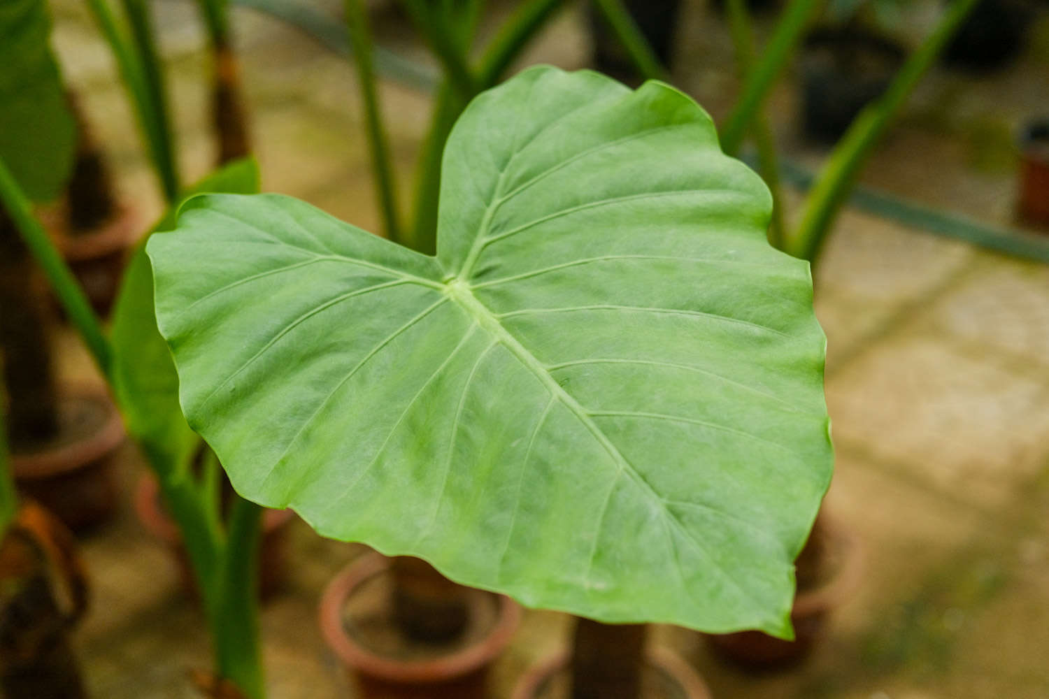 水培滴水觀音爛根怎麼解決，怎麼處理