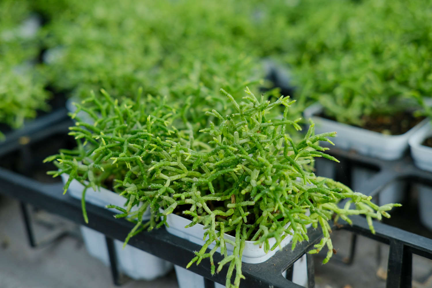 多肉植物根爛了怎麼解決，怎麼處理