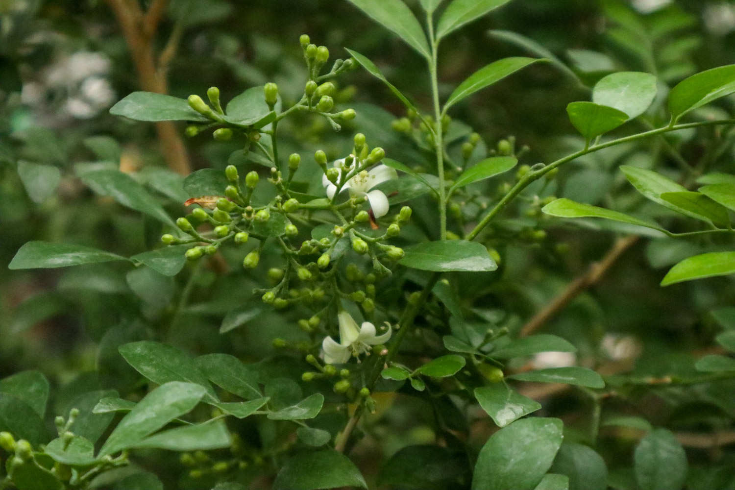 九裏香爛根了怎麼解決，怎麼處理