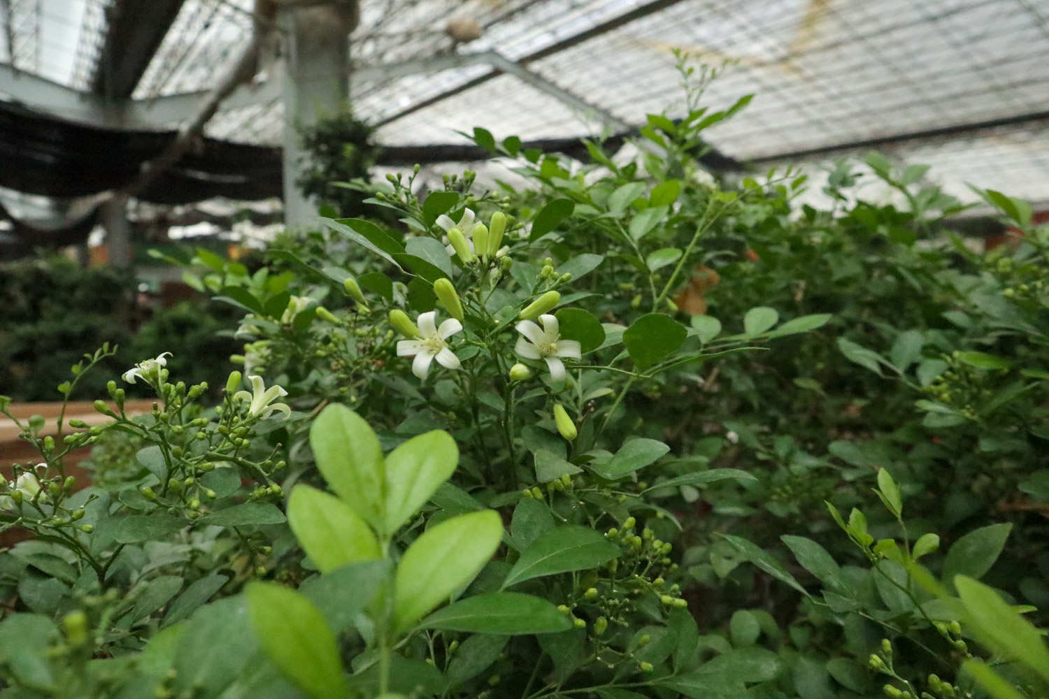 九裏香爛根了怎麼解決，怎麼處理