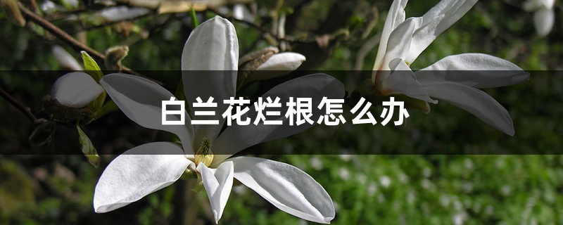 <strong>白蘭花爛根怎麼解決，怎麼處理</strong>