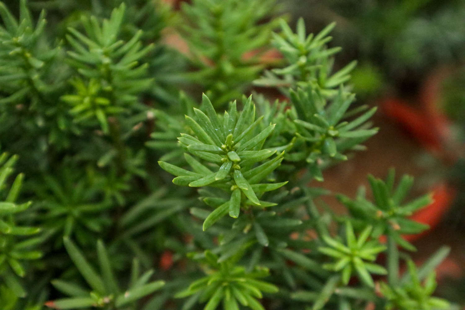 紅豆杉爛根怎麼解決，怎麼處理