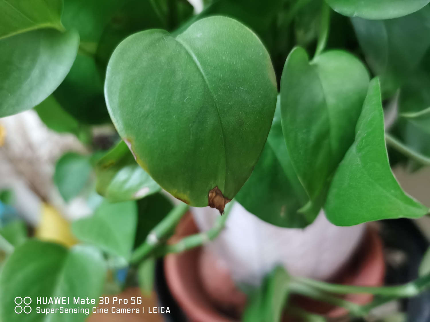 綠蘿爛根怎麼解決，怎麼處理