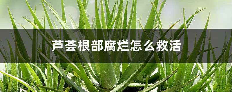 <strong>蘆薈根部腐爛怎麼救活</strong>