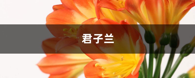 <strong>多肉君子蘭...爛根必死！再不救，活不過夏天！</strong>