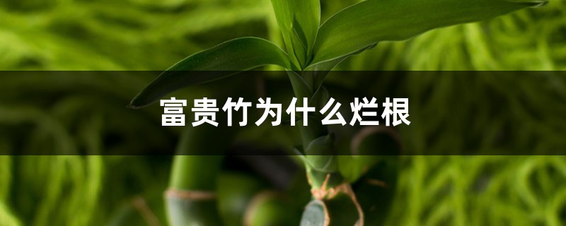 <b>富貴竹為什麼爛根，爛根怎麼處理</b>