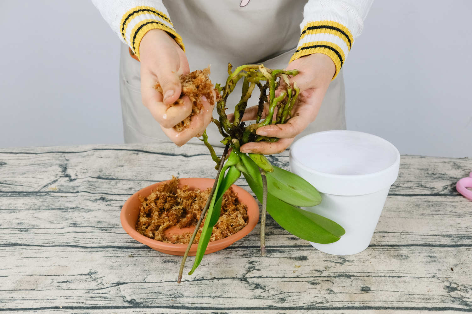 蝴蝶蘭根部腐爛怎麼解決，怎麼處理