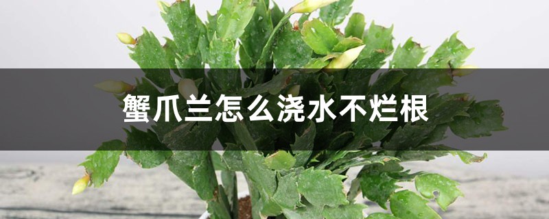 <strong>蟹爪蘭怎麼澆水不爛根，爛根怎麼解決，怎麼處理</strong>