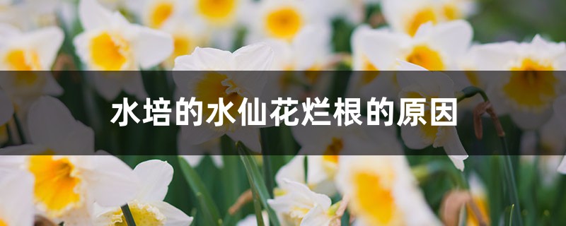 <b>水培的水仙花爛根的原因，怎麼處理</b>