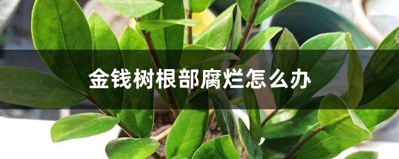 <strong>金錢樹根部腐爛怎麼解決，怎麼處理，爛根了怎麼解救</strong>