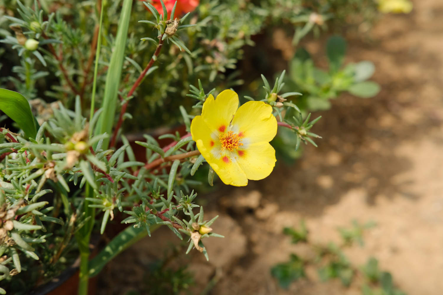 太陽花爛根怎麼處理