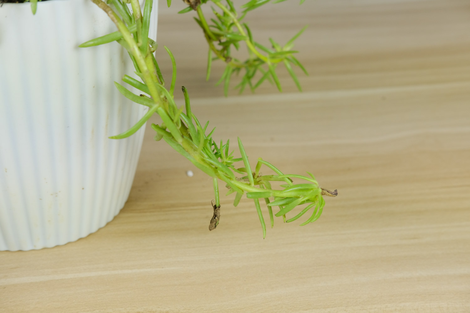 太陽花爛根怎麼處理