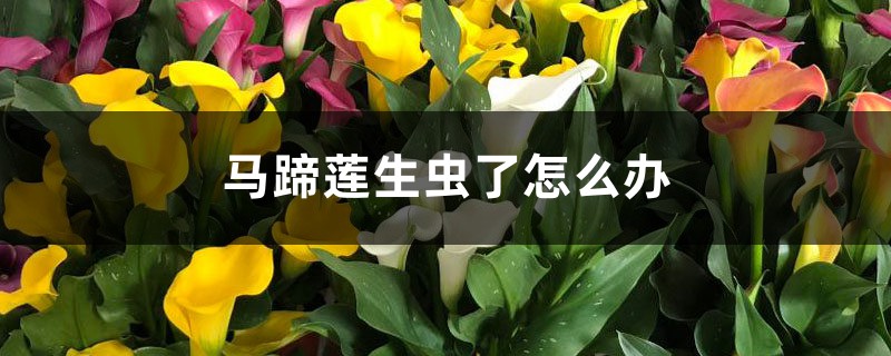 <strong>馬蹄蓮生蟲了怎麼解決，怎麼處理</strong>