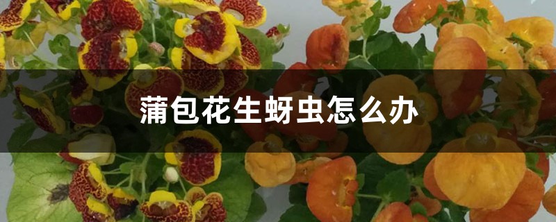 <strong>蒲包花生蚜蟲怎麼解決，怎麼處理</strong>