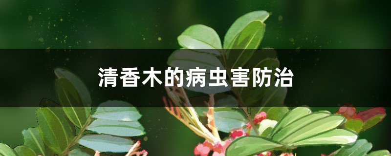 <strong>清香木的病蟲害防治</strong>