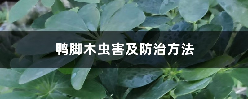 <strong>鴨腳木蟲害及防治方法</strong>