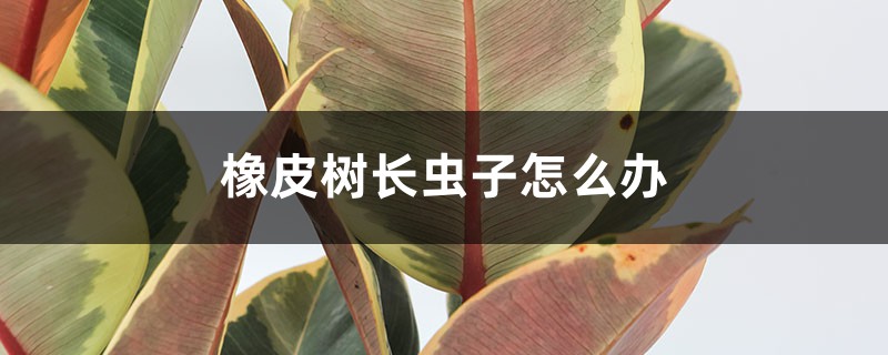 <strong>橡皮樹長蟲子怎麼解決，怎麼處理</strong>