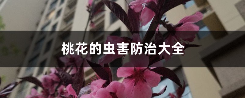 <strong>桃花的蟲害防治大全</strong>